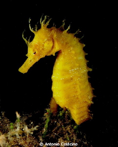 Sea horse Hippocampus guttulatus by night- by Antonio Colacino 